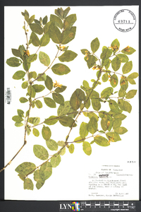 Lonicera morrowii image