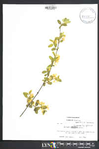 Lonicera morrowii image