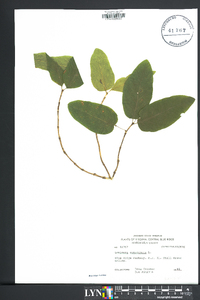 Lonicera canadensis image