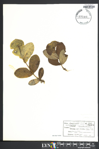 Lonicera dioica image