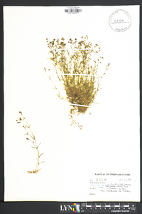 Arenaria groenlandica image