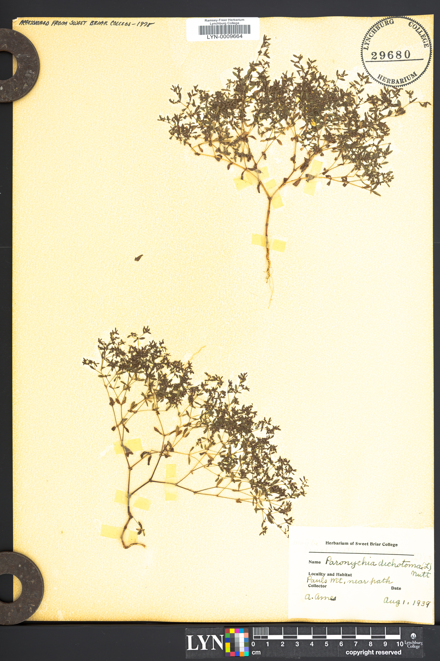 Paronychia dichotoma image