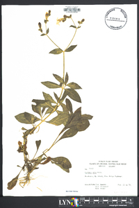 Silene latifolia image