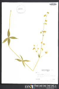 Silene stellata image