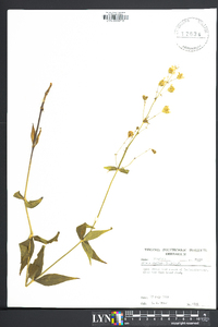 Silene stellata image