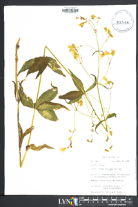 Silene stellata image