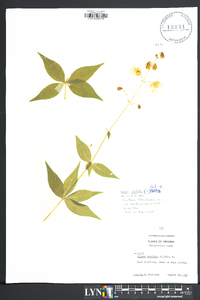 Silene stellata image