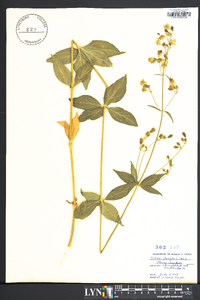 Silene stellata image