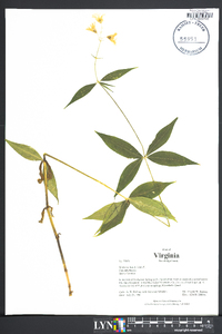 Silene stellata image