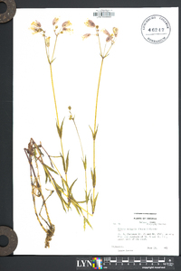 Silene vulgaris image