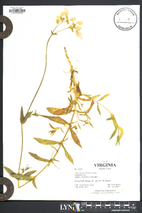 Silene vulgaris image