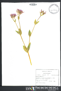 Silene armeria image