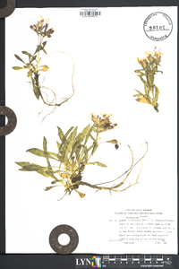 Silene caroliniana image