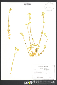 Cerastium viscosum image