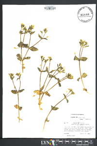 Stellaria pubera image