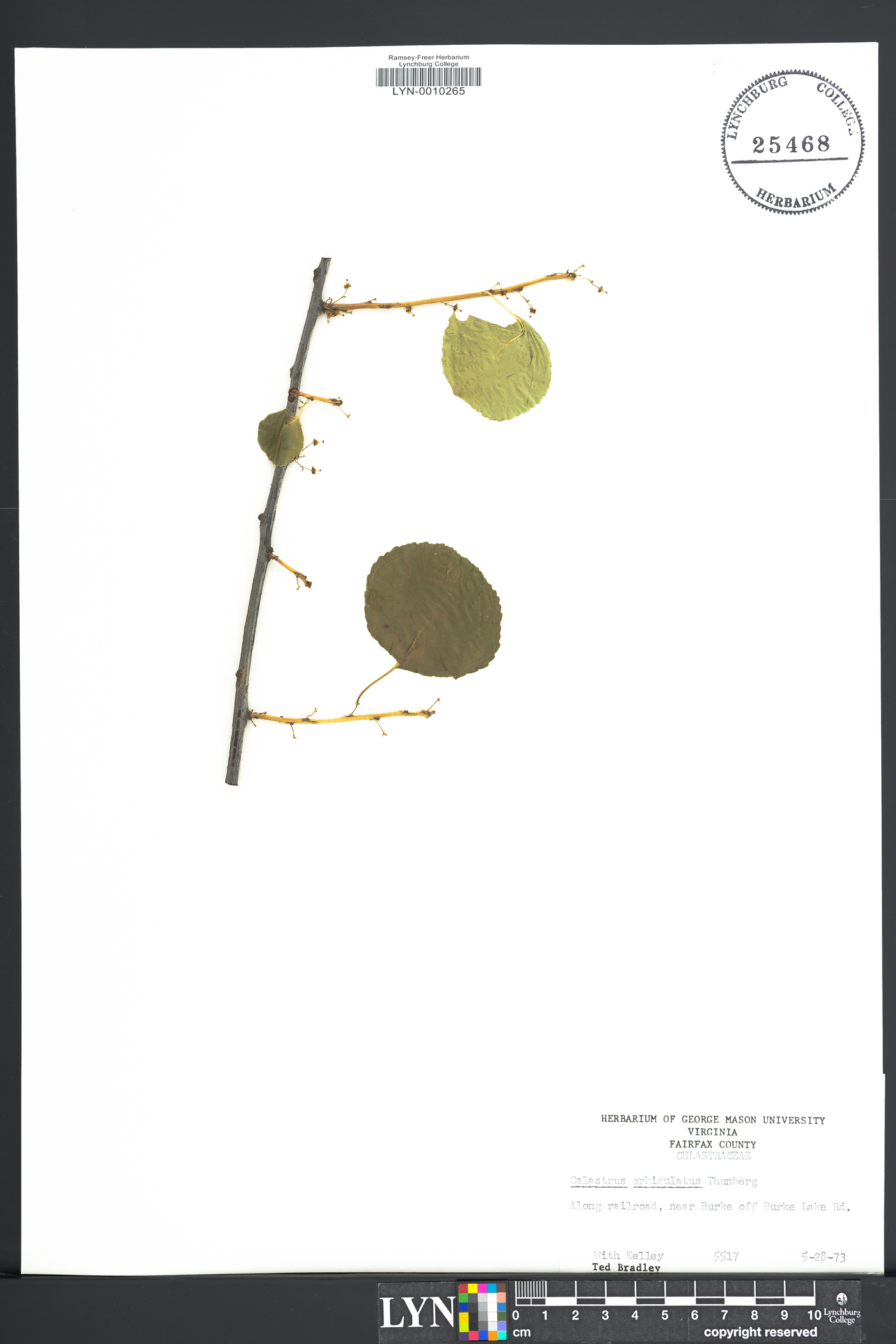 Celastrus orbiculata image