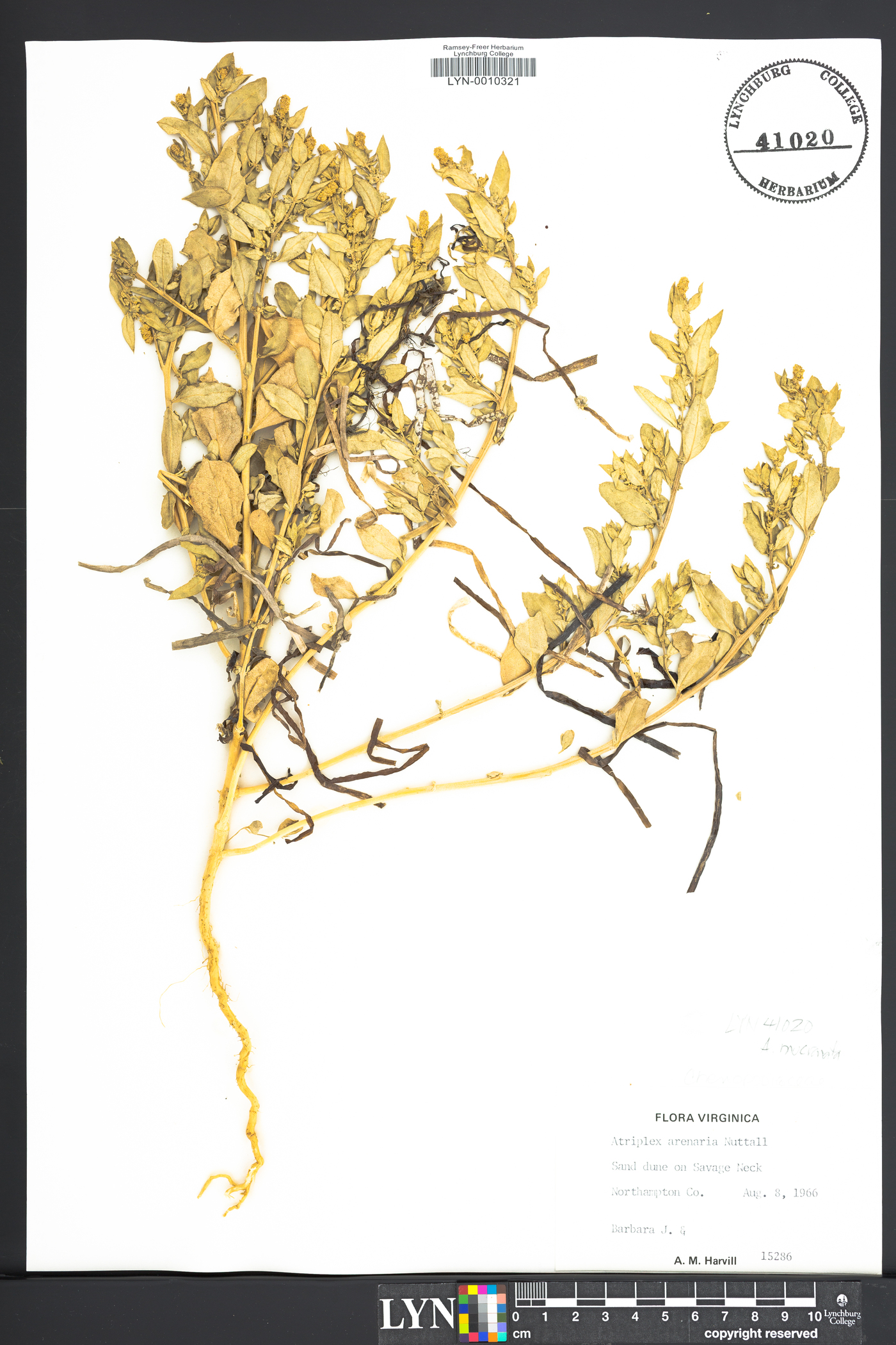 Atriplex mucronata image