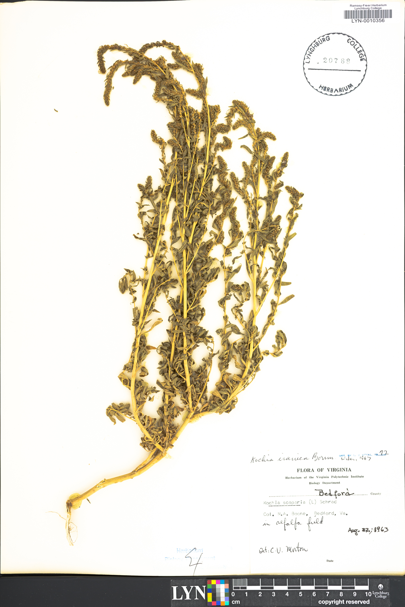 Kochia iranica image