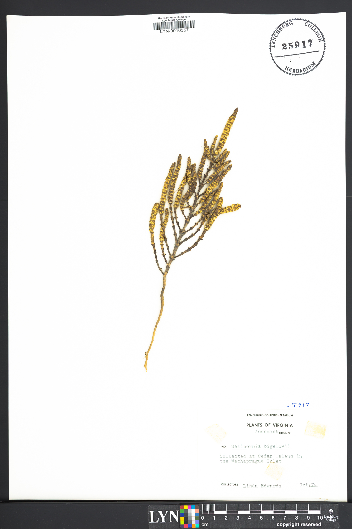 Salicornia bigelovii image