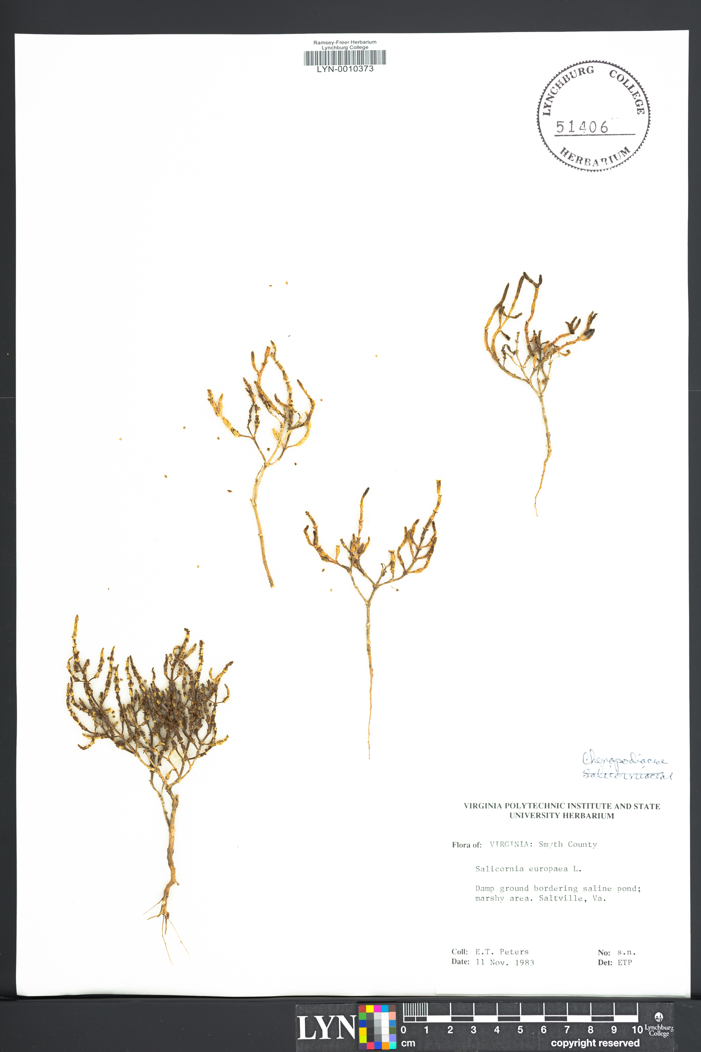 Salicornia europaea image