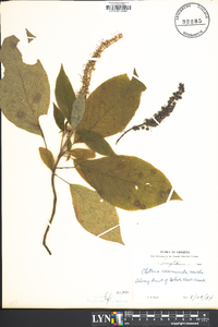 Clethra acuminata image