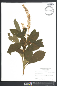 Clethra alnifolia image