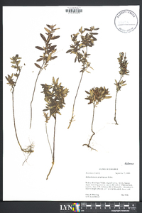 Helianthemum propinquum image