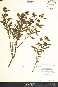 Hypericum prolificum image