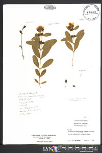 Hypericum prolificum image