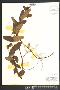 Hypericum virginicum image