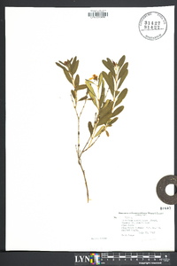 Hypericum prolificum image