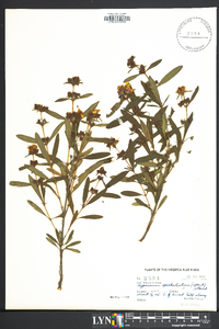 Hypericum prolificum image