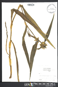 Tradescantia subaspera var. montana image