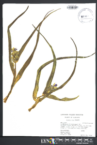 Tradescantia ohiensis image