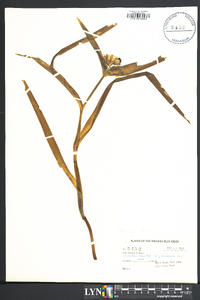 Tradescantia virginiana image