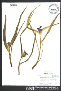 Tradescantia virginiana image