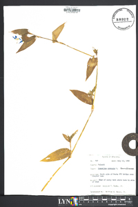 Commelina communis image