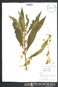 Cuscuta gronovii image