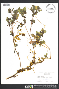 Cuscuta gronovii image