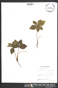 Cornus canadensis image