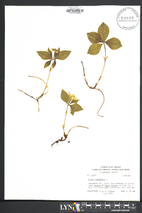 Cornus canadensis image