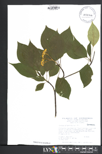 Cornus alternifolia image