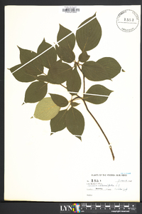 Cornus alternifolia image