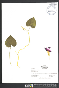 Ipomoea purpurea image