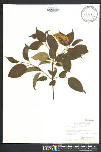 Cornus racemosa image