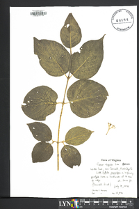 Cornus rugosa image