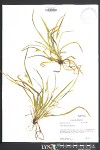 Carex abscondita image