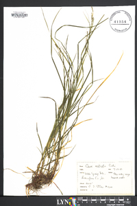 Carex aestivalis image