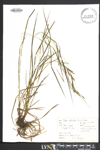 Carex aestivalis image