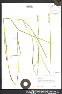 Carex alata image